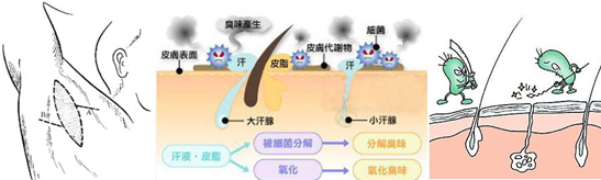 大汗腺微观图